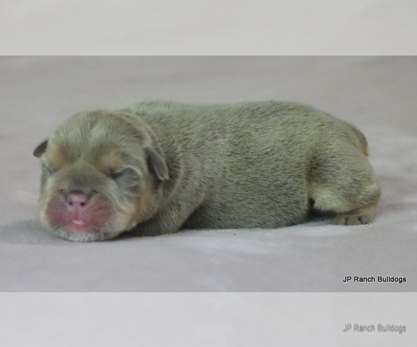 Medium Photo #7 Bulldog Puppy For Sale in WINNSBORO, TX, USA