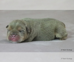 Small #6 Bulldog