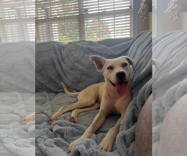 Medium Photo #1 Huskies -Labrador Retriever Mix Puppy For Sale in Holly Springs, NC, USA