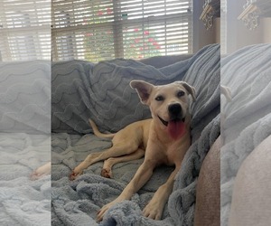 Huskies -Labrador Retriever Mix Dogs for adoption in Holly Springs, NC, USA