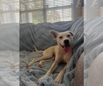 Small Huskies -Labrador Retriever Mix