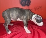 Small Photo #7 American Pit Bull Terrier Puppy For Sale in TRENTON, NJ, USA