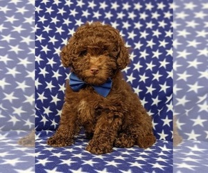 Poovanese Puppy for sale in PEACH BOTTOM, PA, USA
