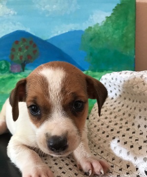 Medium Photo #1 Jack Russell Terrier Puppy For Sale in CHARITON, IA, USA