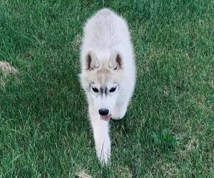 Siberian Husky Puppy for sale in DEXTER, MI, USA