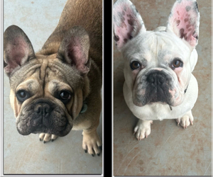 French Bulldog Puppy for sale in OKLAHOMA CITY, OK, USA