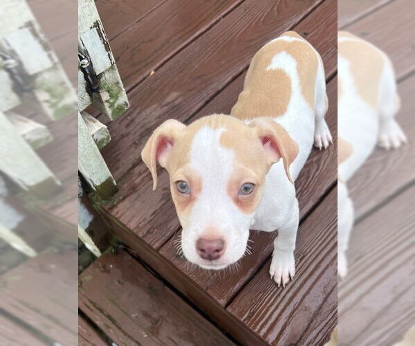 Medium Photo #10 German Shorthaired Lab Puppy For Sale in Brewster, NY, USA