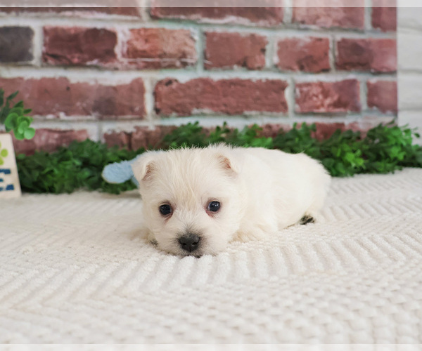 Medium Photo #7 West Highland White Terrier Puppy For Sale in SYRACUSE, IN, USA