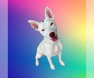 American Pit Bull Terrier-Unknown Mix Dogs for adoption in Conroe, TX, USA