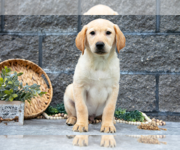 Medium Photo #33 Labrador Retriever Puppy For Sale in MILLERSBURG, OH, USA