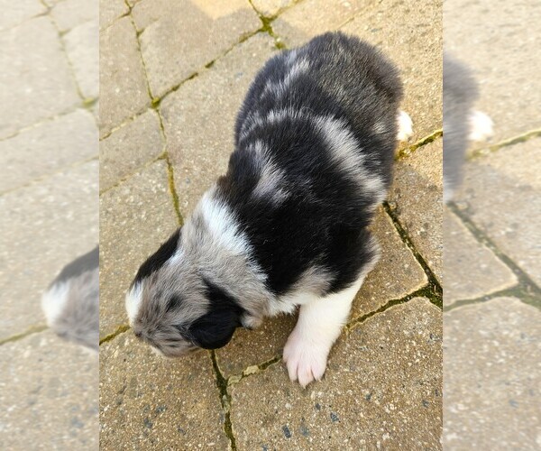Medium Photo #7 Australian Shepherd Puppy For Sale in NELSON, VA, USA
