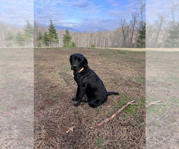 Medium Photo #1 Labrador Retriever Puppy For Sale in AMHERST, VA, USA