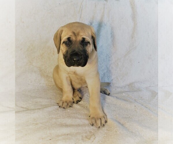 Medium Photo #1 Mastiff Puppy For Sale in HAVILAND, OH, USA