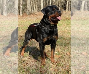 Father of the Rottweiler puppies born on 03/21/2022