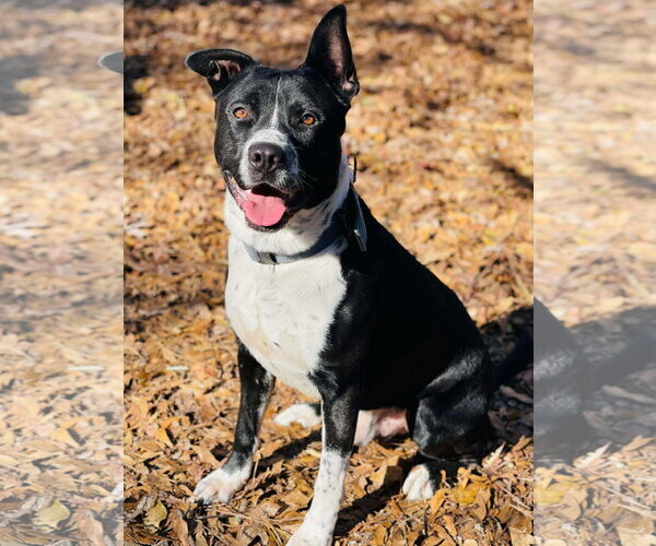 Medium Photo #2 Border Collie-Unknown Mix Puppy For Sale in Social Circle, GA, USA
