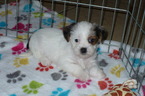 Small Photo #4 Shorkie Tzu Puppy For Sale in ORO VALLEY, AZ, USA