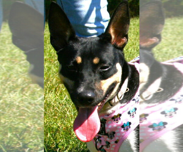 Medium Photo #1 Rat Terrier Puppy For Sale in Linton, IN, USA