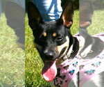 Roxie - Female Rat Terrier Dog for Adoption - Small photo
