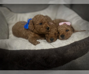 Poodle (Toy) Puppy for Sale in PLAINFIELD, Illinois USA
