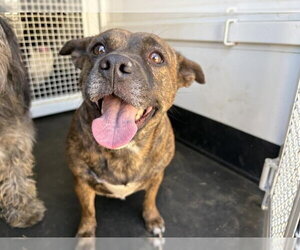 Chihuahua-Unknown Mix Dogs for adoption in Riverside, CA, USA