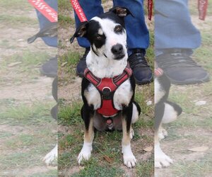 Mutt Dogs for adoption in Bandera, TX, USA