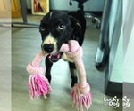 Small #6 Labrador Retriever Mix