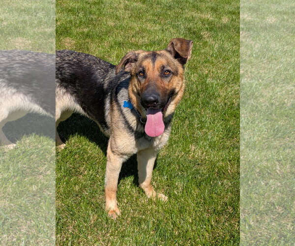Medium Photo #4 German Shepherd Dog Puppy For Sale in Landenberg, PA, USA