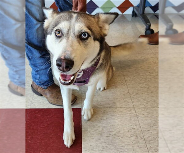 Medium Photo #1 Siberian Husky-Unknown Mix Puppy For Sale in Plano, TX, USA