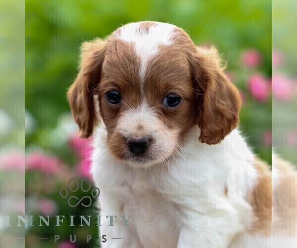 Medium Photo #3 Cavapoo Puppy For Sale in LEOLA, PA, USA