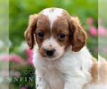 Small #2 Cavapoo
