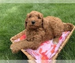 Small Photo #3 Goldendoodle Puppy For Sale in SHIPSHEWANA, IN, USA