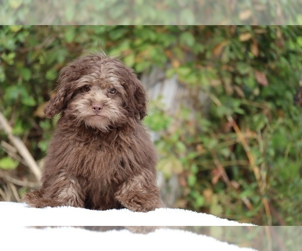 Medium Photo #7 ShihPoo Puppy For Sale in DYERSBURG, TN, USA