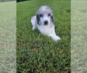 Poodle (Standard) Puppy for sale in INDIAN LAND, SC, USA