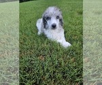 Small Poodle (Standard)