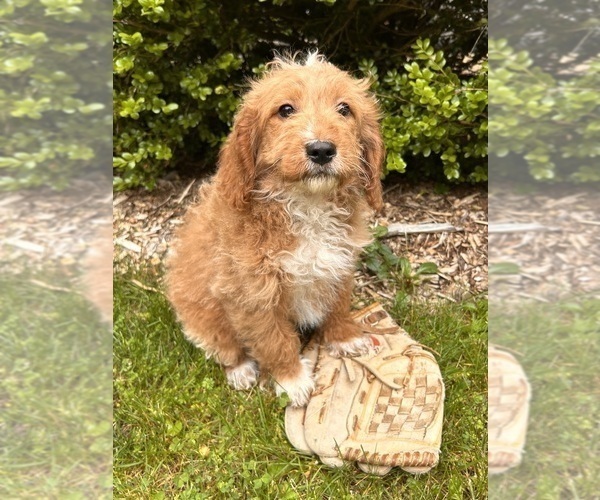 Medium Photo #1 Goldendoodle (Miniature) Puppy For Sale in MIDDLEBURY, IN, USA