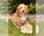 Image preview for Ad Listing. Nickname: Juno