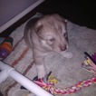 Small Photo #1 Siberian Husky Puppy For Sale in MERSHON, GA, USA