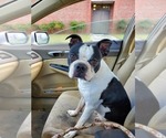 Small Photo #1 Boston Terrier Puppy For Sale in TARBORO, NC, USA