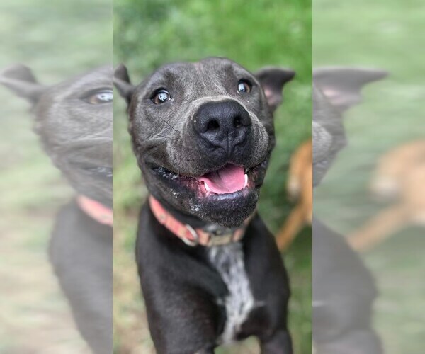 Medium Photo #19 American Staffordshire Terrier-Unknown Mix Puppy For Sale in Calhoun, GA, USA