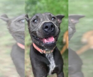 Thaddeus - Male American Staffordshire Terrier-Unknown Mix Dog for Adoption - Photo #19