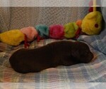 Small Photo #13 Great Dane Puppy For Sale in SPRAGGS, PA, USA