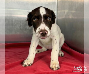 Lab-Pointer Dogs for adoption in Washington, DC, USA