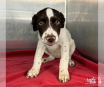 Star - Female Lab-Pointer Dog for Adoption - Small photo