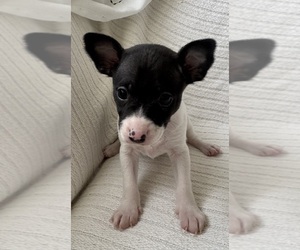 Rat Terrier Puppy for Sale in WHITAKERS, North Carolina USA