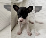 Image preview for Ad Listing. Nickname: Milo
