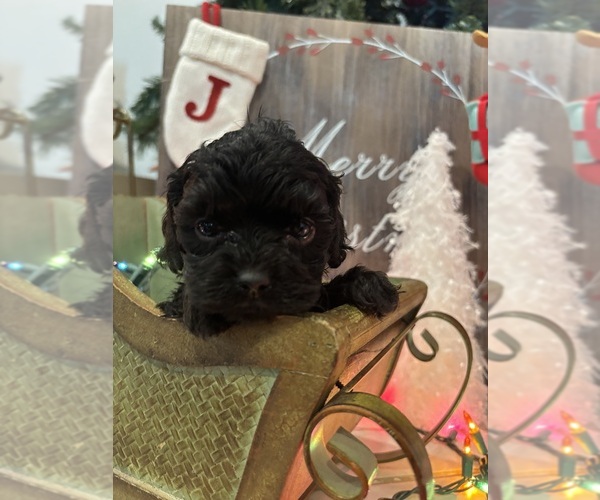 Medium Photo #1 Cock-A-Poo Puppy For Sale in HENDERSON, NV, USA