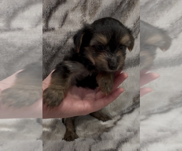 Medium Photo #7 Yorkshire Terrier Puppy For Sale in MOUNT CARMEL, PA, USA