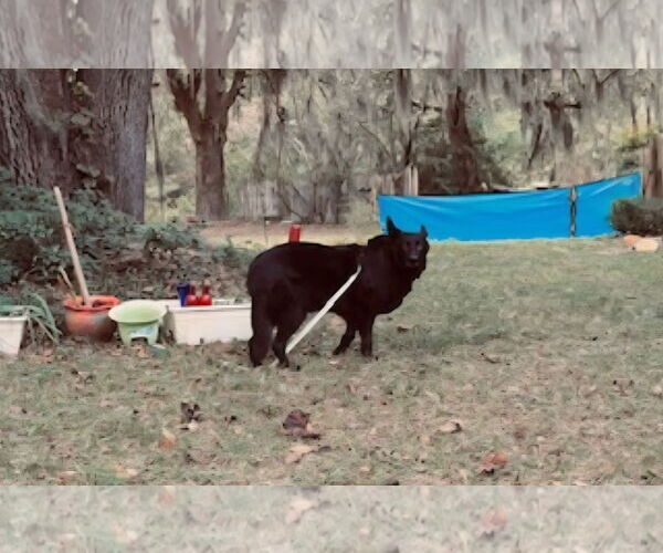 Medium Photo #4 German Shepherd Dog-Unknown Mix Puppy For Sale in La Grange , NC, USA