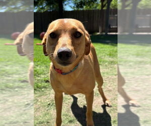 Mutt Dogs for adoption in Great Bend, KS, USA