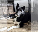 Small Photo #2 Siberian Husky-Unknown Mix Puppy For Sale in Springdale, PA, USA
